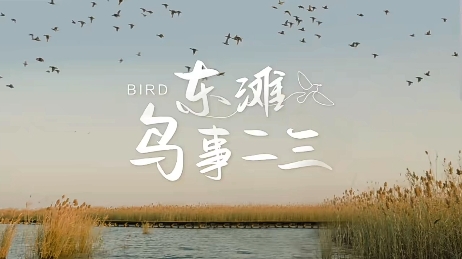 海康威视在世界湿地日邀你来看「东滩鸟事」